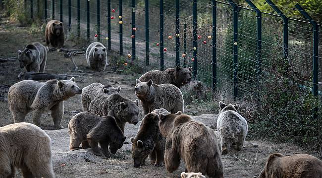Ovakorusu'ndaki Ayılar Kışa Hazırlanıyor