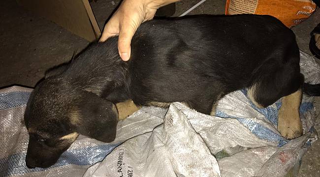 Ağzı Bağlanmış Çuvala Konularak Yol Kenarına Atılan Yavru Köpeğe Hayvanseverler Sahip Çıktı