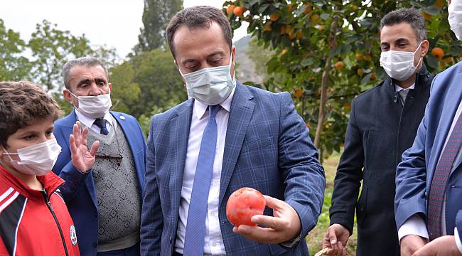 Bilecik'te "Trabzon Hurması" Hasadı