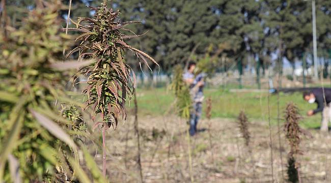 Yalova'da Proje Kapsamında Ekilen Kenevirlerin Hasadı Yapıldı