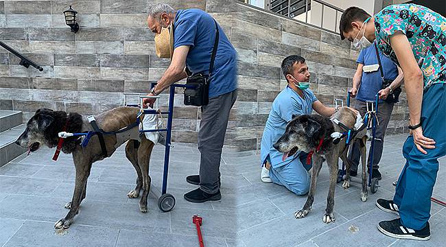 Yürüyemeyen Cino'yu Sevginin Gücü Ayağa Kaldırdı