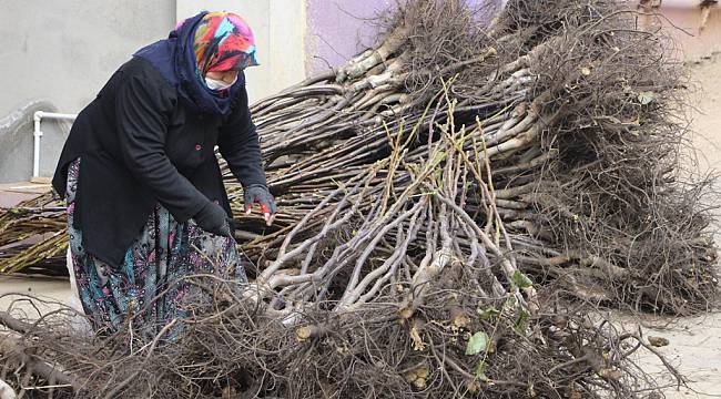 Bandırma'da Üretilen Milyonlarca Ceviz Fidanı 33 Ülkeye İhraç Ediliyor