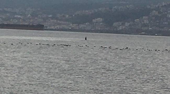 Kocaeli'de Kaçak Midye Avcılığı Yapan 3 Kişi Yakalandı