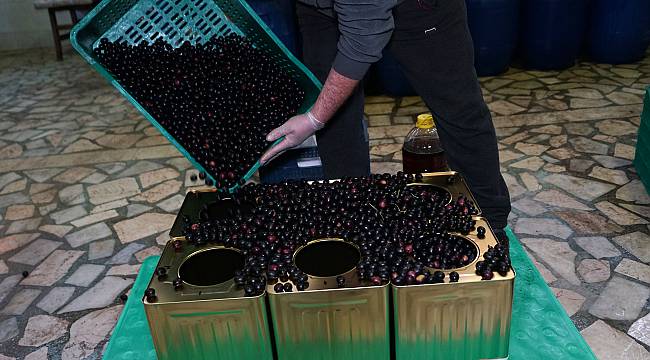 Balıkesir'de Zeytin Üreticilerinin "Yuvarlama" Mesaisi Başladı