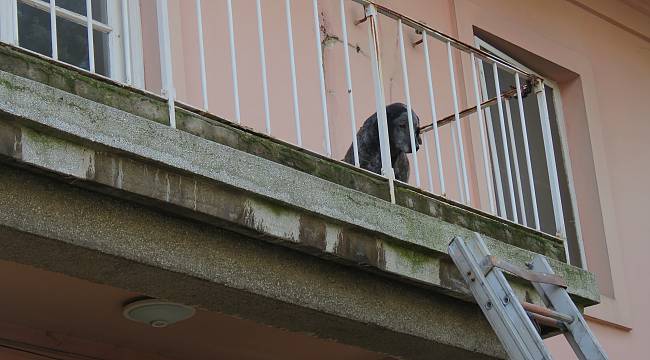 Binada Mahsur Kalan Köpeğin Yardımına İtfaiye Ekipleri Yetişti