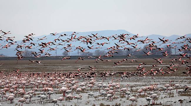 Gala Gölü'nün "Pembe Tüylü Misafirleri" İzleyenleri Hayran Bırakıyor