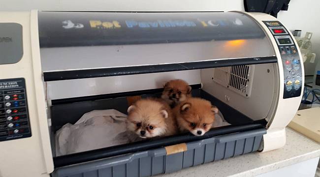 Kaçak Yollarla Türkiye'ye Getirilen 7 Köpek Yavrusundan 4'ü Kuvöze Alındı