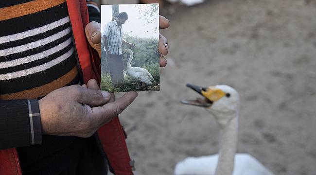 Kuğu ile Postacının "Garip" Dostluğu 37 Yıldır Sürüyor