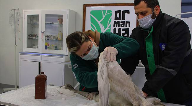 Tüfekle Vurulan Beyaz Kuğu Ormanya'da Tedavi Altına Alındı