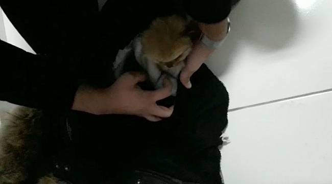 Yavru Köpekleri İlaçla Uyup Kabanın Astarına Saklamışlar