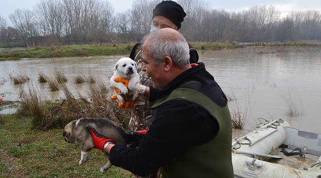 Adacıkta Mahsur Kalan Köpek Yavrularını AFAD Ekipleri Kurtardı