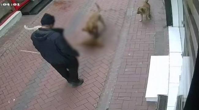 Balıkesir'de Köpeklerine 20 Kediyi Boğdurtan Kişi Gözaltına Alındı