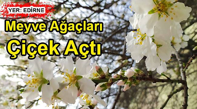 Edirne'de Meyve Ağaçları Çiçek Açtı