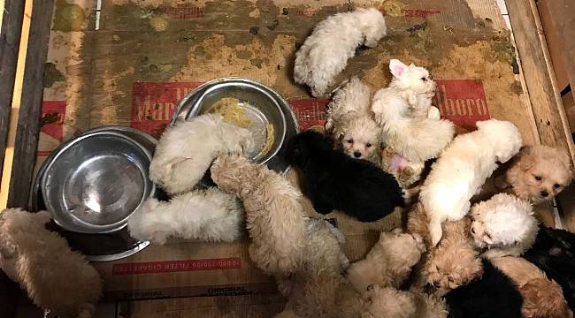 Otobüste 23 Cins Yavru Köpek Yakalandı
