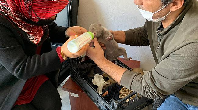 Sakarya'da Ormanda Donmak Üzereyken Bulunan Yavru Ayı Tedaviye Alındı