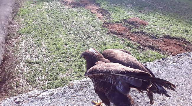 Sakarya'da Yaralı Halde Bulunan Kızıl Şahin Tedavi Edildi