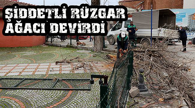 Şiddetli Rüzgar Ağacı Devirdi