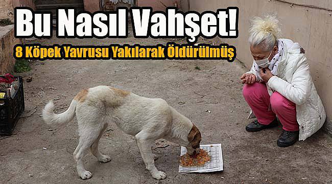 Bu Nasıl Vahşet! 8 Köpek Yavrusu Yakılarak Öldürülmüş