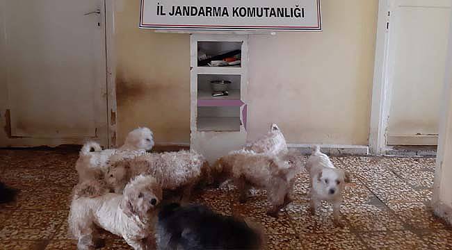 Bursa'da Yurt Dışından Kaçak Sokulup Üretilen 23 Cins Köpek Yakalandı