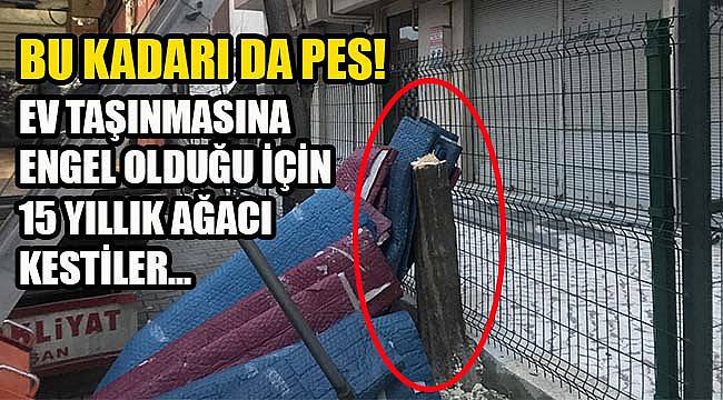 Ev Taşınmasına Engel Olduğu İçin Ağacı Kestiler!