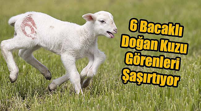 6 Bacaklı Doğan Kuzu Görenleri Şaşırtıyor