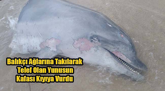 Balıkçı Ağlarına Takılarak Telef Olan Yunusun Kafası Kıyıya Vurdu