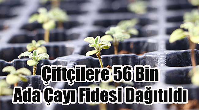 Çiftçilere 56 Bin Ada Çayı Fidesi Dağıtıldı