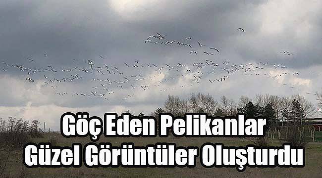 Göç Eden Pelikanlar Güzel Görüntüler Oluşturdu