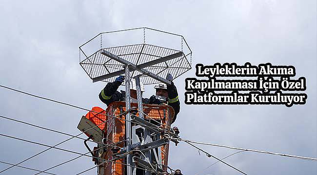 Leyleklerin Akıma Kapılmaması İçin Özel Platformlar Kuruluyor