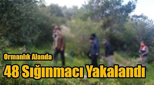 Ormanlık Alanda 48 Sığınmacı Yakalandı