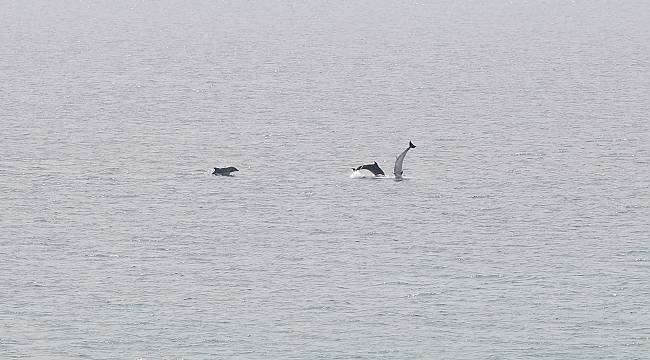 Saros Körfezi'nde Yunuslar Görüntülendi