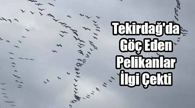Tekirdağ'da Göç Eden Pelikanlar İlgi Çekti