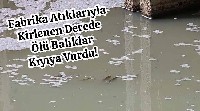 Fabrika Atıklarıyla Kirlenen Derede Ölü Balıklar Kıyıya Vurdu!