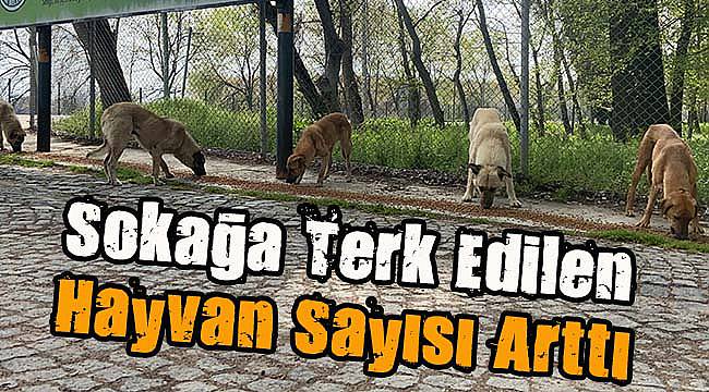 Salgın Sürecinde Sokağa Terk Edilen Hayvan Sayısı Arttı
