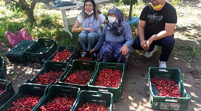 "Çeribaşı" Kirazında Hasat Başladı
