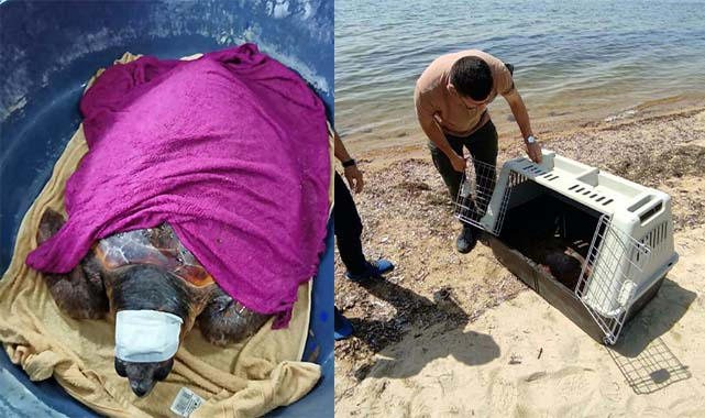 Saros Körfezi'nde Yaralı Bulunan Caretta Caretta Tedavi Altına Alındı