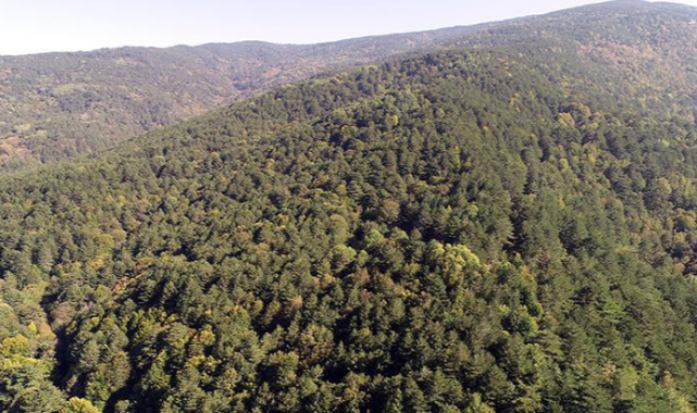 Çanakkale'de Ormanlık Alanlara Giriş Çıkışlar ve Ateş Yakılması Yasaklandı