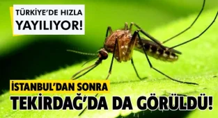 Korkulan Oldu! Asya Kaplan Sivrisineği Tekirdağ'da Da Görüldü