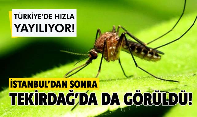 Korkulan Oldu! Asya Kaplan Sivrisineği Tekirdağ'da Da Görüldü