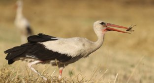 Leylekler Hasat Edilen Tarlalarda Yiyecek Arıyor