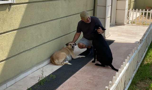 Sokak Köpeği 'Köpük' İçin Verilen Mücadele Amacına Ulaştı