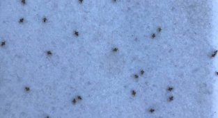 Trakya'da Kuraklık Nedeniyle Dantel Böceğinin Popülasyonu Arttı