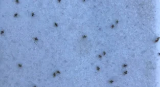 Trakya'da Kuraklık Nedeniyle Dantel Böceğinin Popülasyonu Arttı