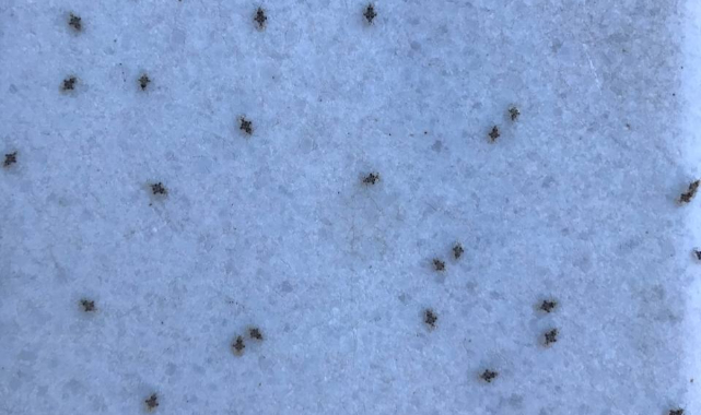 Trakya'da Kuraklık Nedeniyle Dantel Böceğinin Popülasyonu Arttı