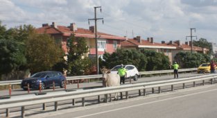 Mezbahaya Götürülürken Kaçan İnek 4 Saat Sonra Yakalandı