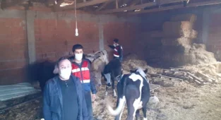 Balıkesir'de Altın ve Hayvan Hırsızlığı Şüphelileri Yakalandı