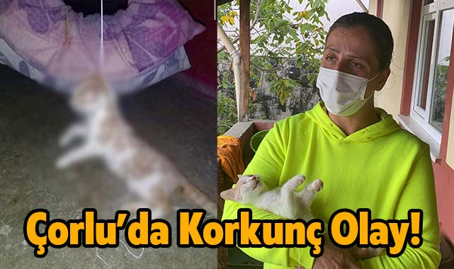 Çorlu'da Kedisini Boğazından Asılmış Halde Buldu