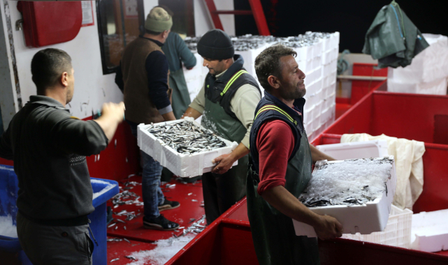 Karadeniz'de Hamsi Bereketi Yaşanıyor