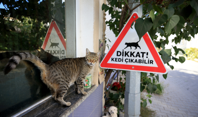 Kırklareli'nde Sürücüler "Kedi - Köpek Çıkabilir" Tabelalarıyla Uyarılıyor