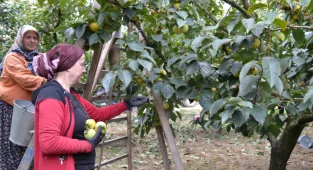 Yalova'da Cennet Hurması Bahçelerinde Hasat Başladı